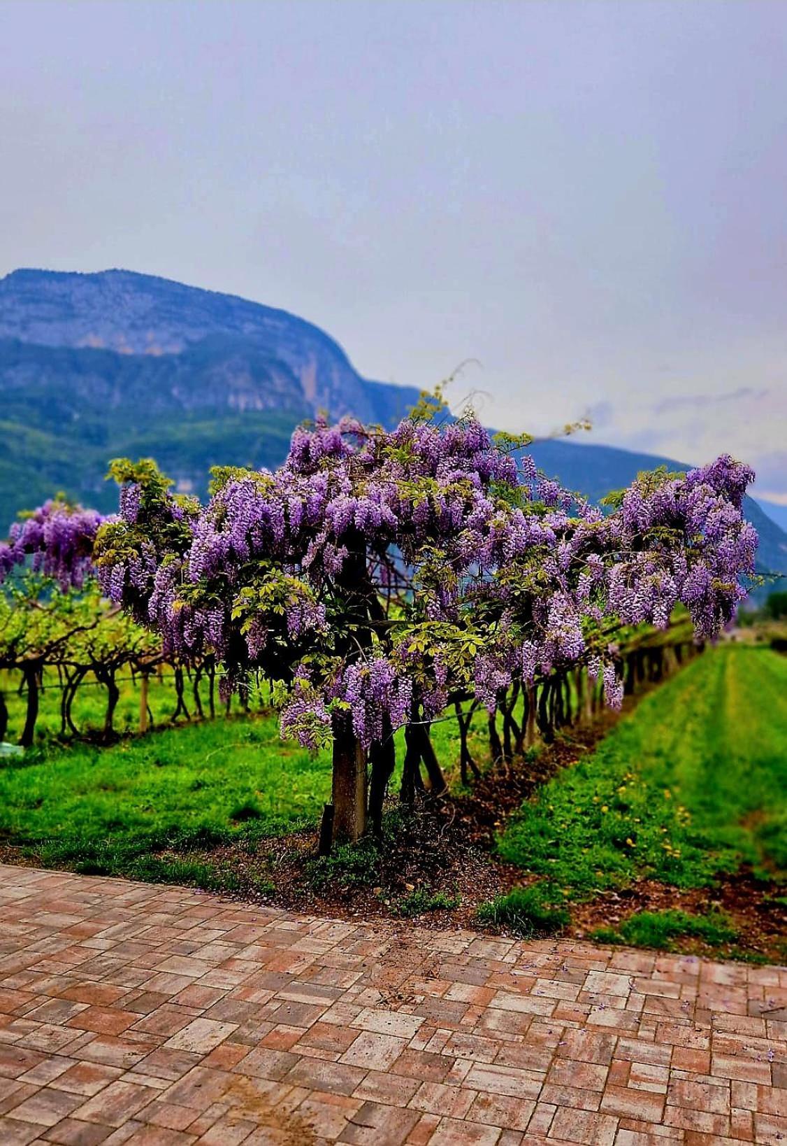 Antico Fienile Agritur Villa Мецокорона Екстериор снимка